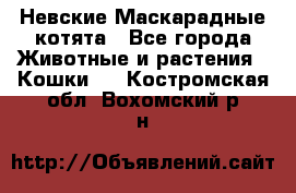 Невские Маскарадные котята - Все города Животные и растения » Кошки   . Костромская обл.,Вохомский р-н